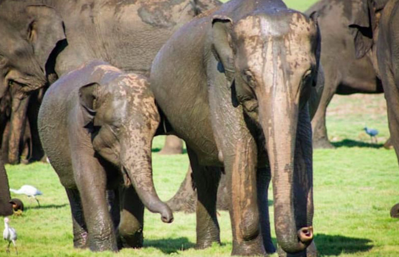 The Gathering: Sri Lanka's great elephant migration